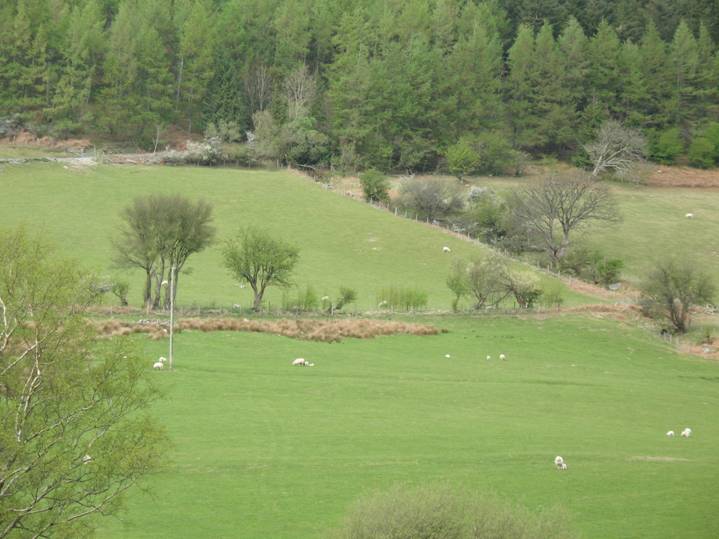 Hills near Mallwyd, Wales